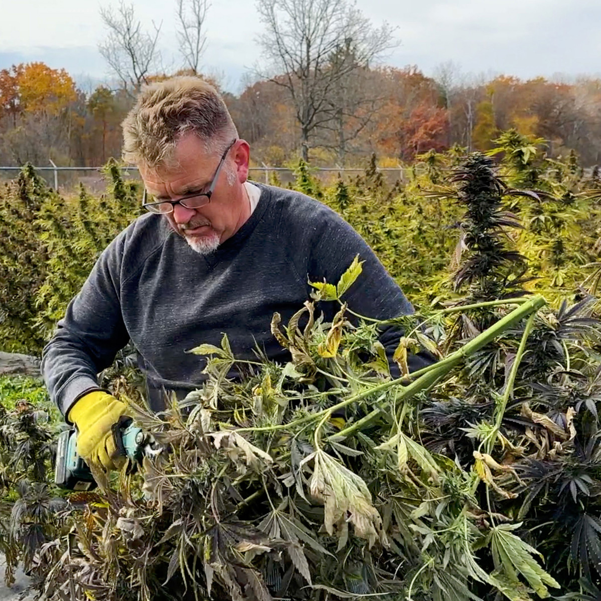 WholeHemp - Videos - Medical Marijuana