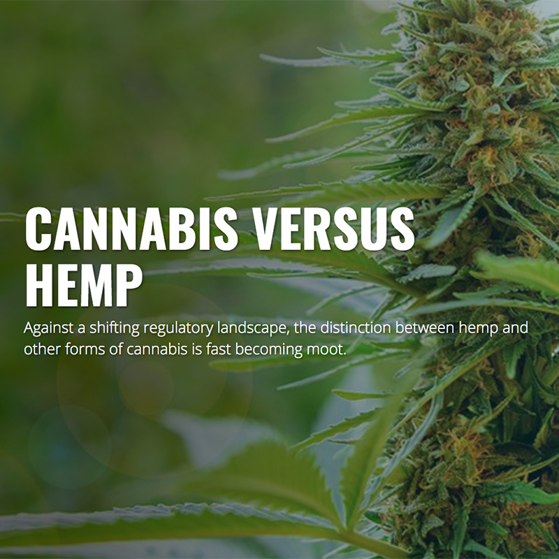 WholeHemp - Good Reads - Cannabis Versus Hemp