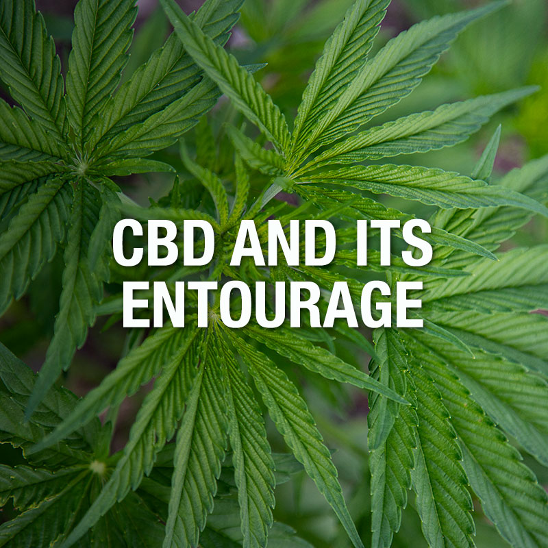 WholeHemp - Good Reads - Why Whole Plant CBD Is Better Then Pure CBD Isolate