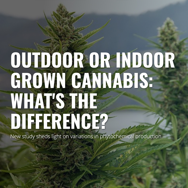 WholeHemp - Good Reads - INDOOR OR OUTDOOR GROWN CANNABIS: WHAT'S THE DIFFERENCE?