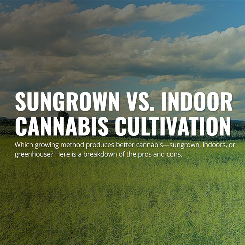WholeHemp - Good Reads - Sungrown Vs Indoor Cannabis Cultivation