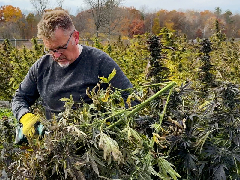 WholeHemp