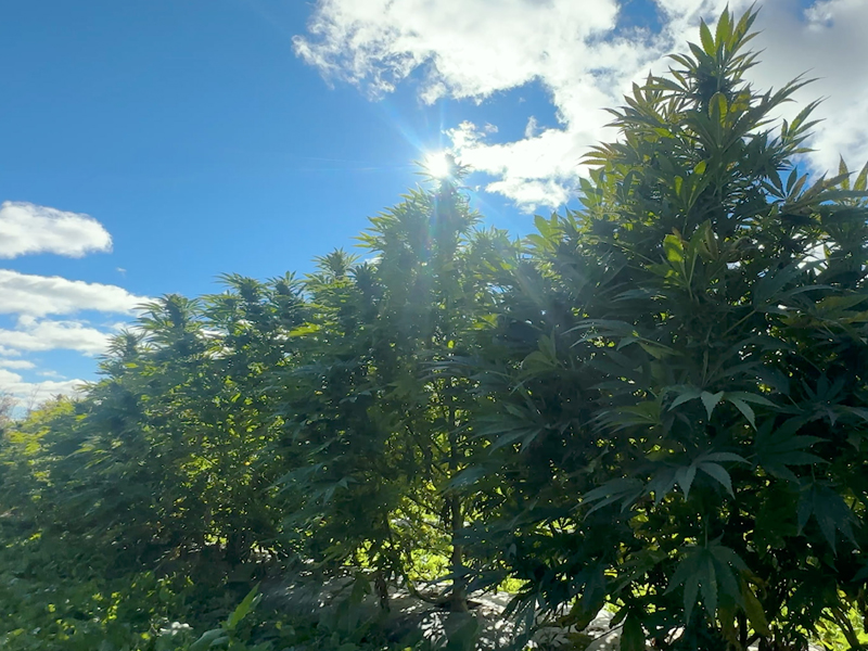 WholeHemp