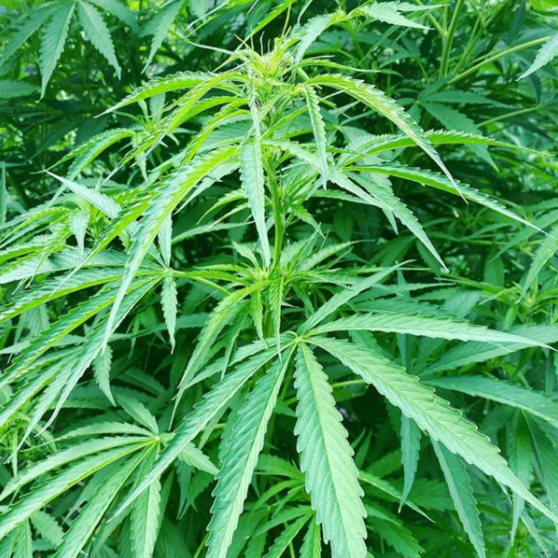 Whole Hemp CBD - Instagram