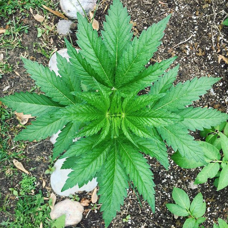 Whole Hemp